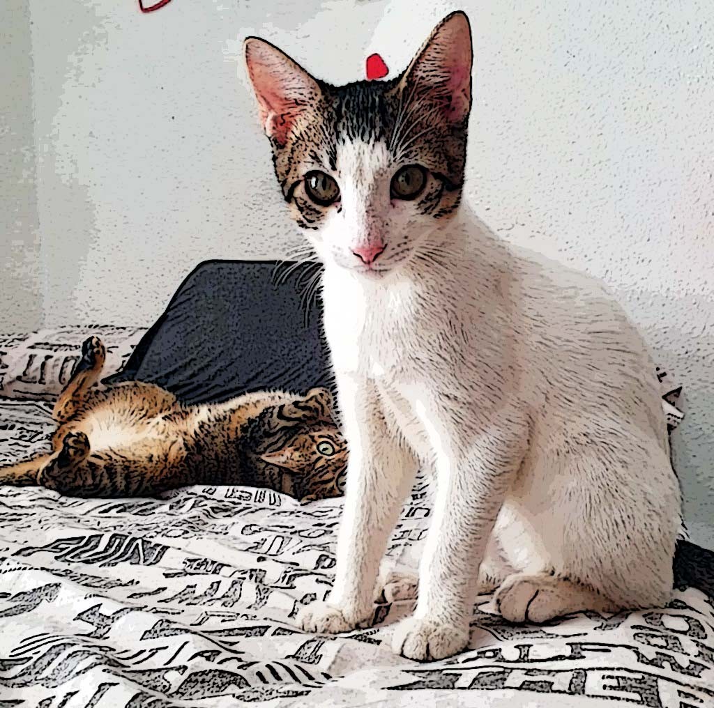 Gato Chema en adopcion